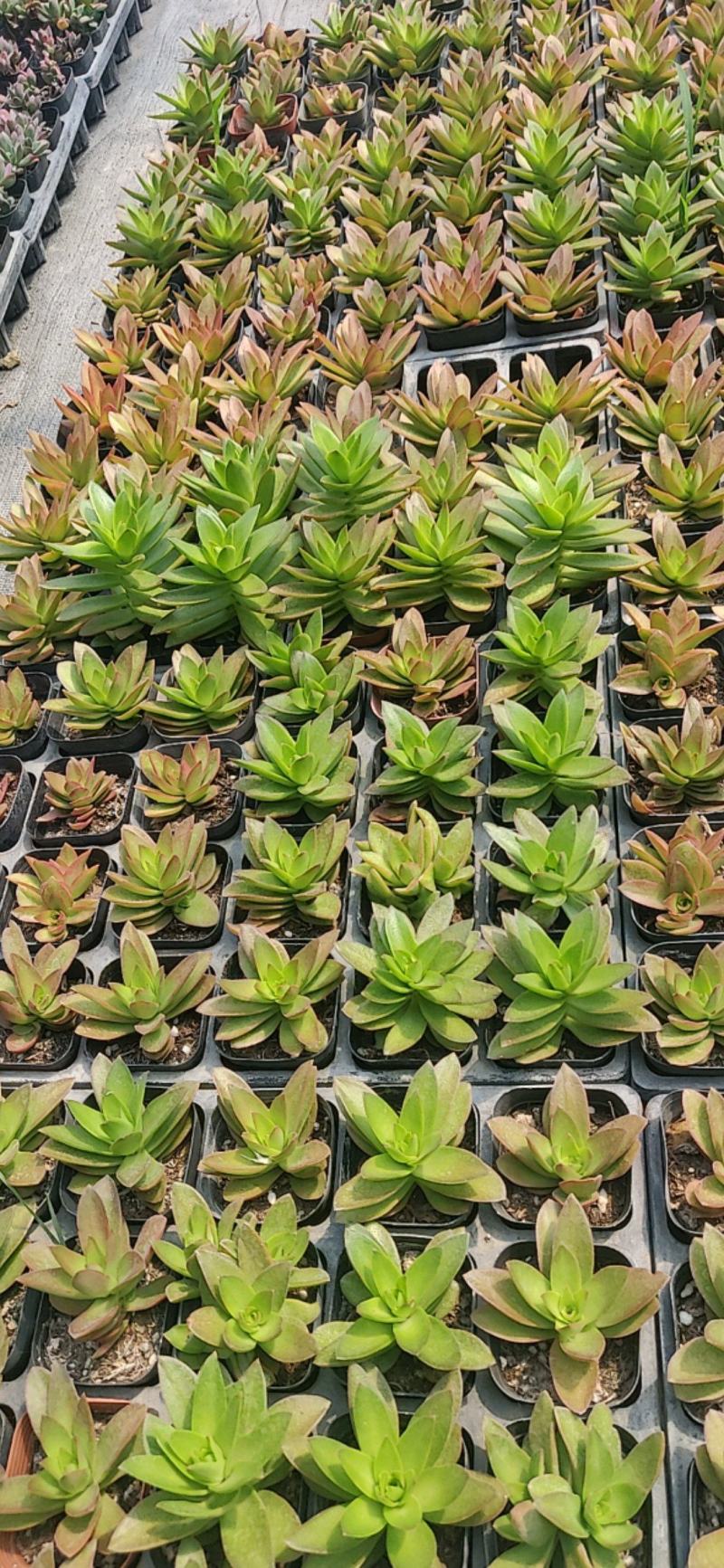多肉植物大棚种植，产地直销，价格优惠！欢迎选购