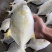 金鲳鱼新鱼300～400克
