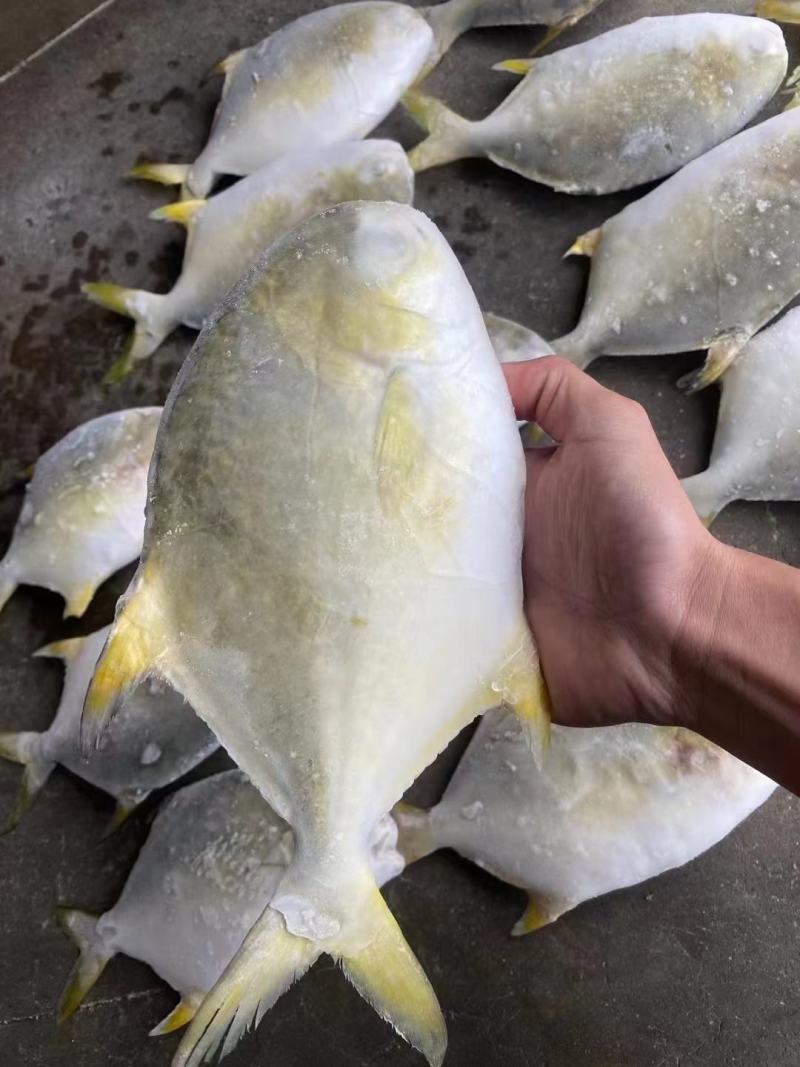 金鲳鱼新鱼300～400克