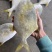 金鲳鱼新鱼300～400克