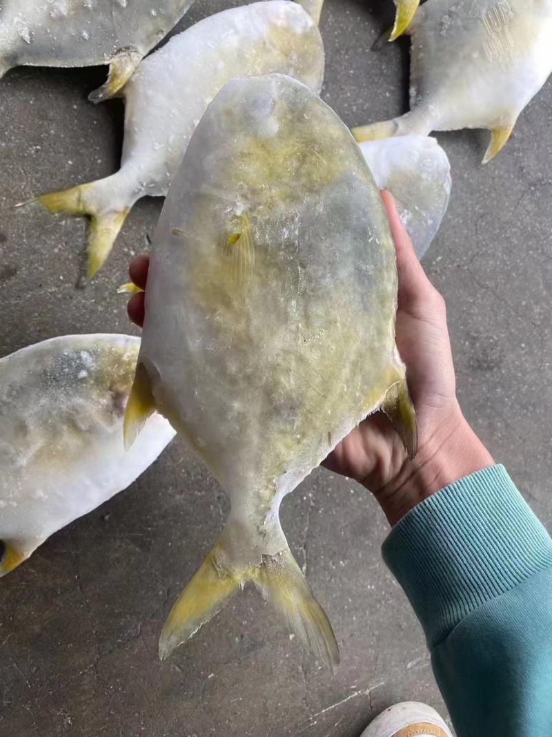 金鲳鱼新鱼300～400克