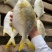 金鲳鱼新鱼300～400克