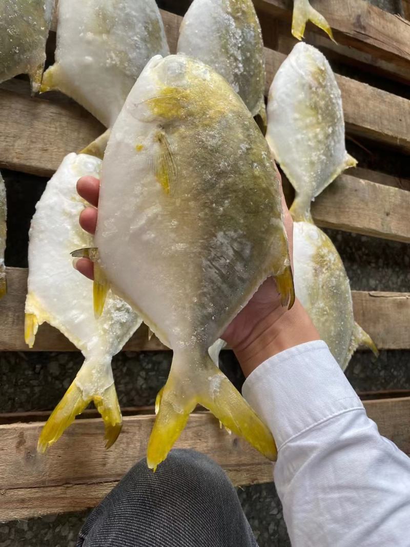 金鲳鱼新鱼300～400克