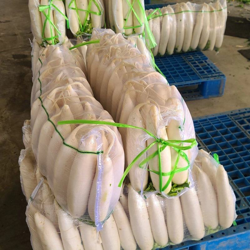 【精品】质量问题包赔湖北天门自己种植白萝卜产地直供