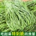 5斤特级无叶贡菜新鲜苔干苔菜农家干货土特产脱水