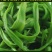 5斤特级无叶贡菜新鲜苔干苔菜农家干货土特产脱水
