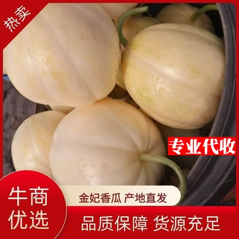 吉林白城金妃香瓜上市可视频看货产地直供