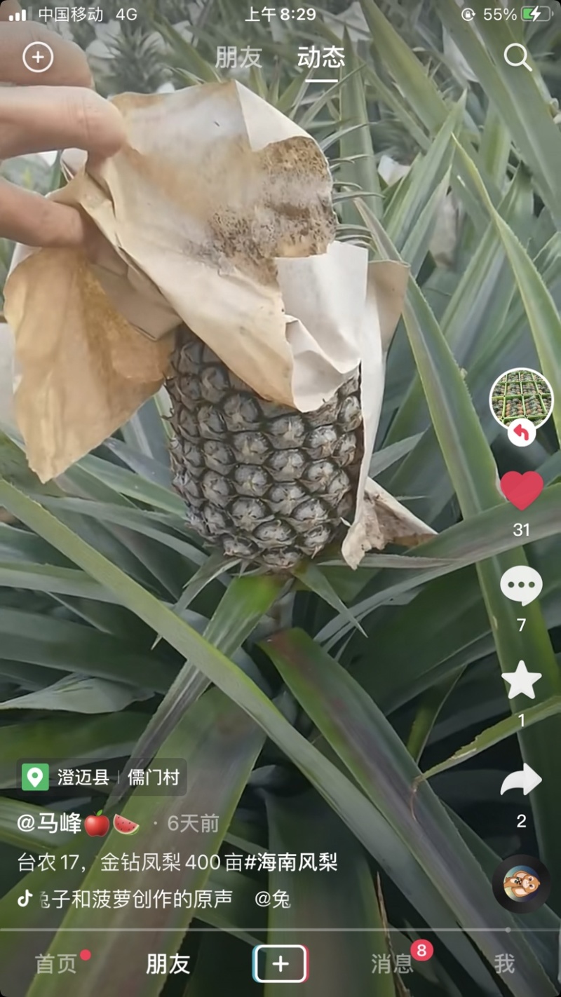 海南金钻凤梨17号宝宝果0.8斤到1.2