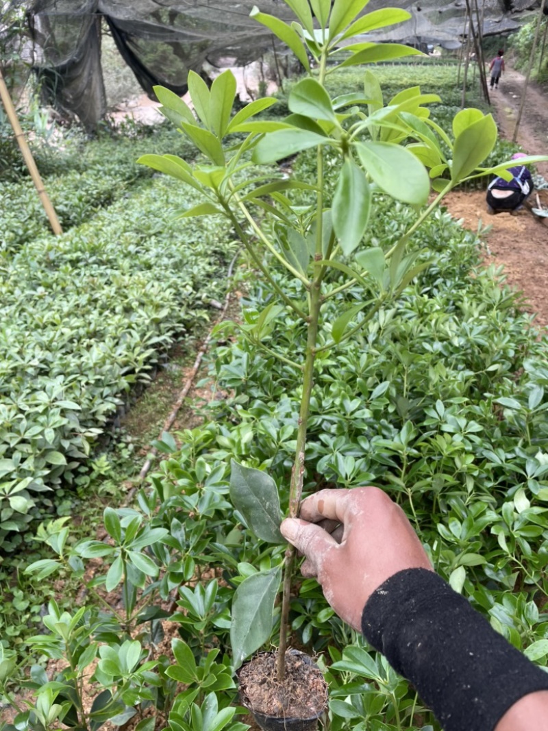 正宗广西八角苗直销嫁接苗直生苗俩角苗点
