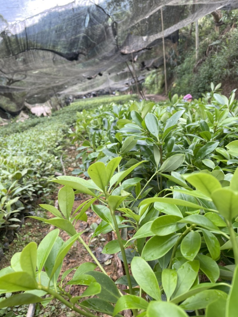 正宗广西八角苗直销嫁接苗直生苗俩角苗点