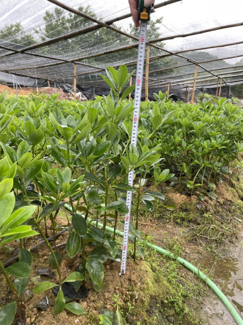 正宗广西八角苗直销嫁接苗直生苗俩角苗点