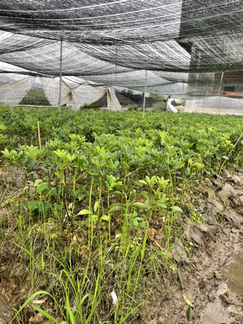 正宗广西八角苗直销嫁接苗直生苗俩角苗点