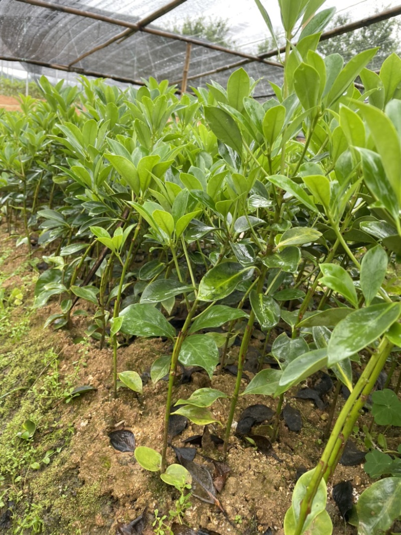 正宗广西八角苗直销嫁接苗直生苗俩角苗点