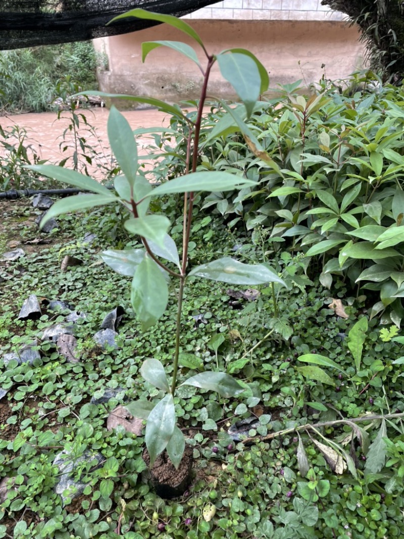 正宗广西八角苗直销嫁接苗直生苗俩角苗点
