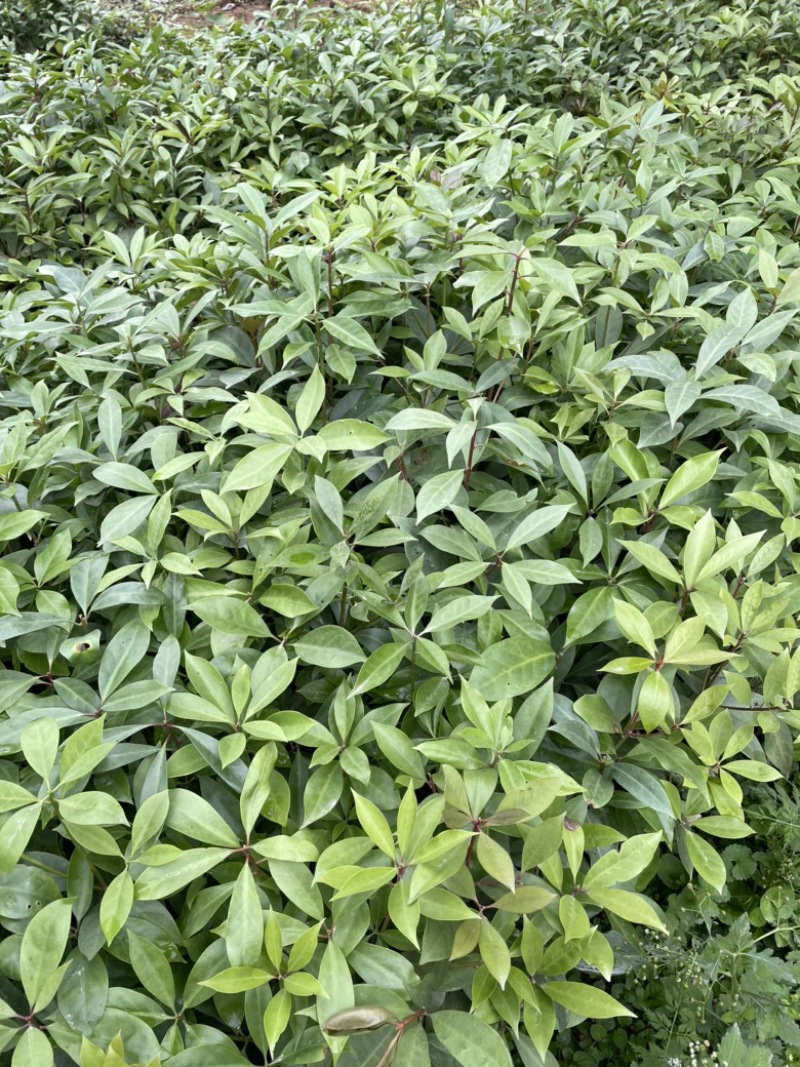 正宗广西八角苗直销嫁接苗直生苗俩角苗点