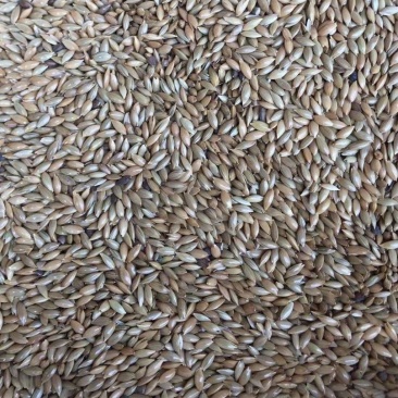加纳利子白尖金丝雀籽磨面烘焙鸟粮鸽粮代餐