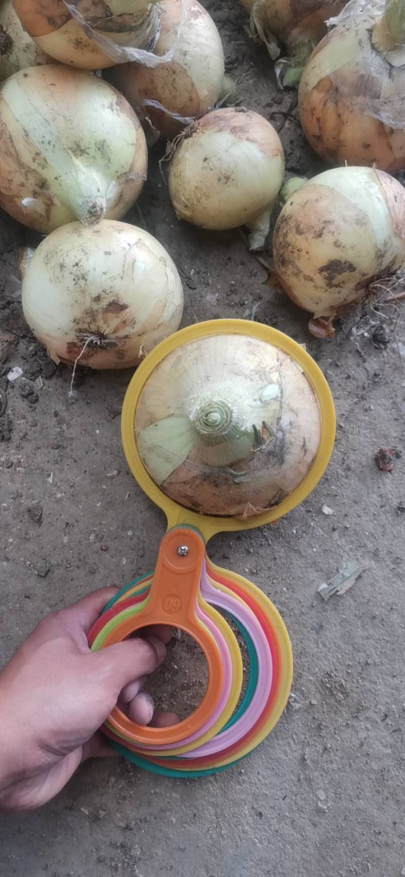 河南南阳新野洋葱上市，大量红供应，需要联系。
