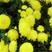 翠菊种子，大花好养的花种籽庭院花籽易活花种籽四季开花种子