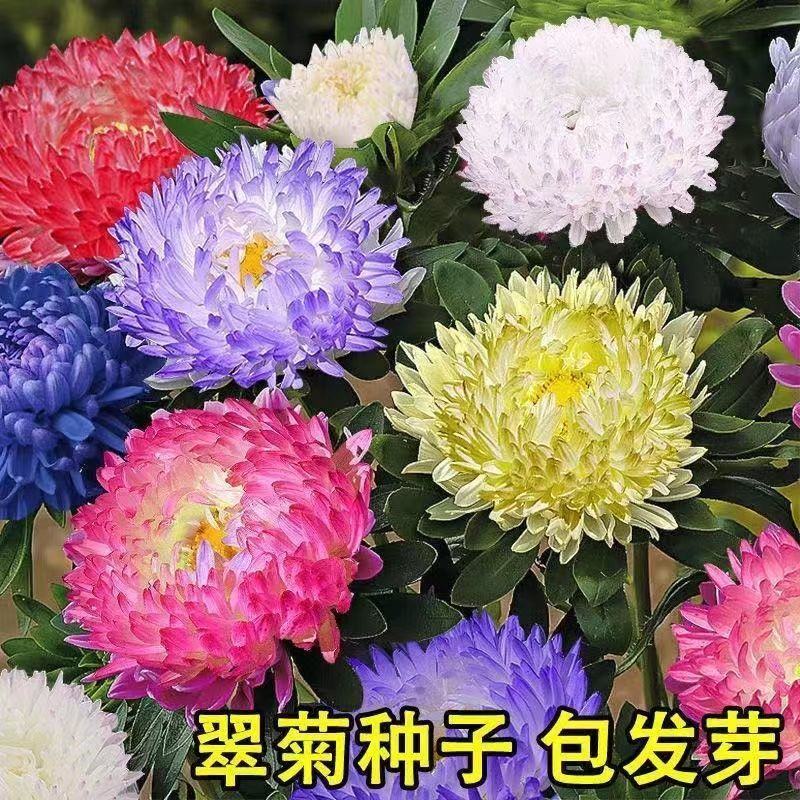 翠菊种子，大花好养的花种籽庭院花籽易活花种籽四季开花种子