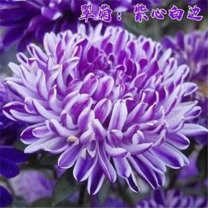 翠菊种子，大花好养的花种籽庭院花籽易活花种籽四季开花种子