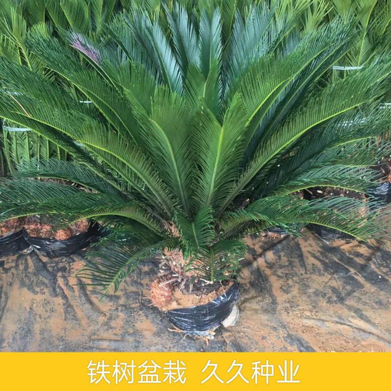 铁树盆景铁树小苗客厅盆栽四季常青绿植庭院办公室防辐射