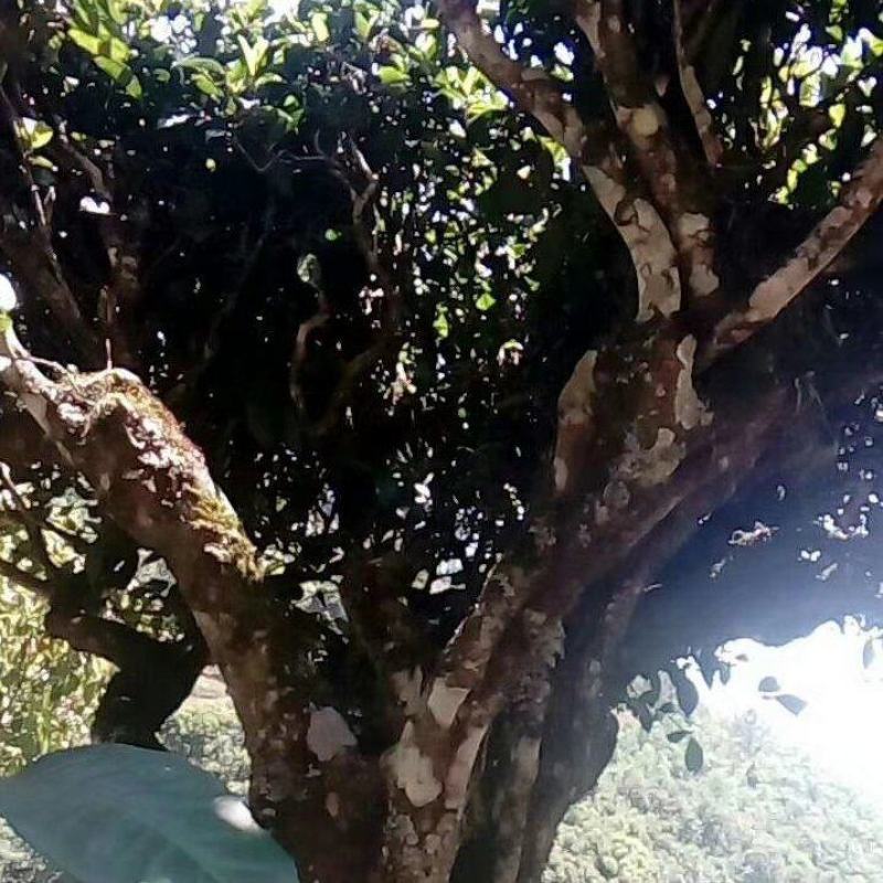 普洱墨江景星凤凰生态古树茶