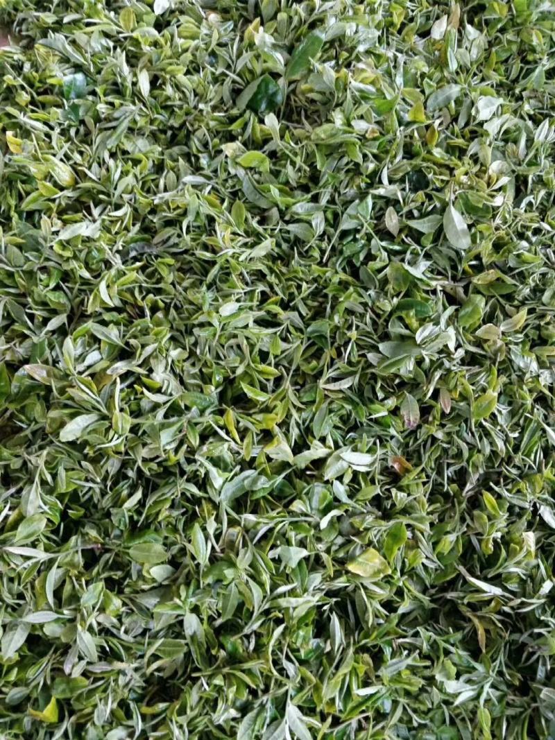 普洱墨江景星凤凰生态古树茶