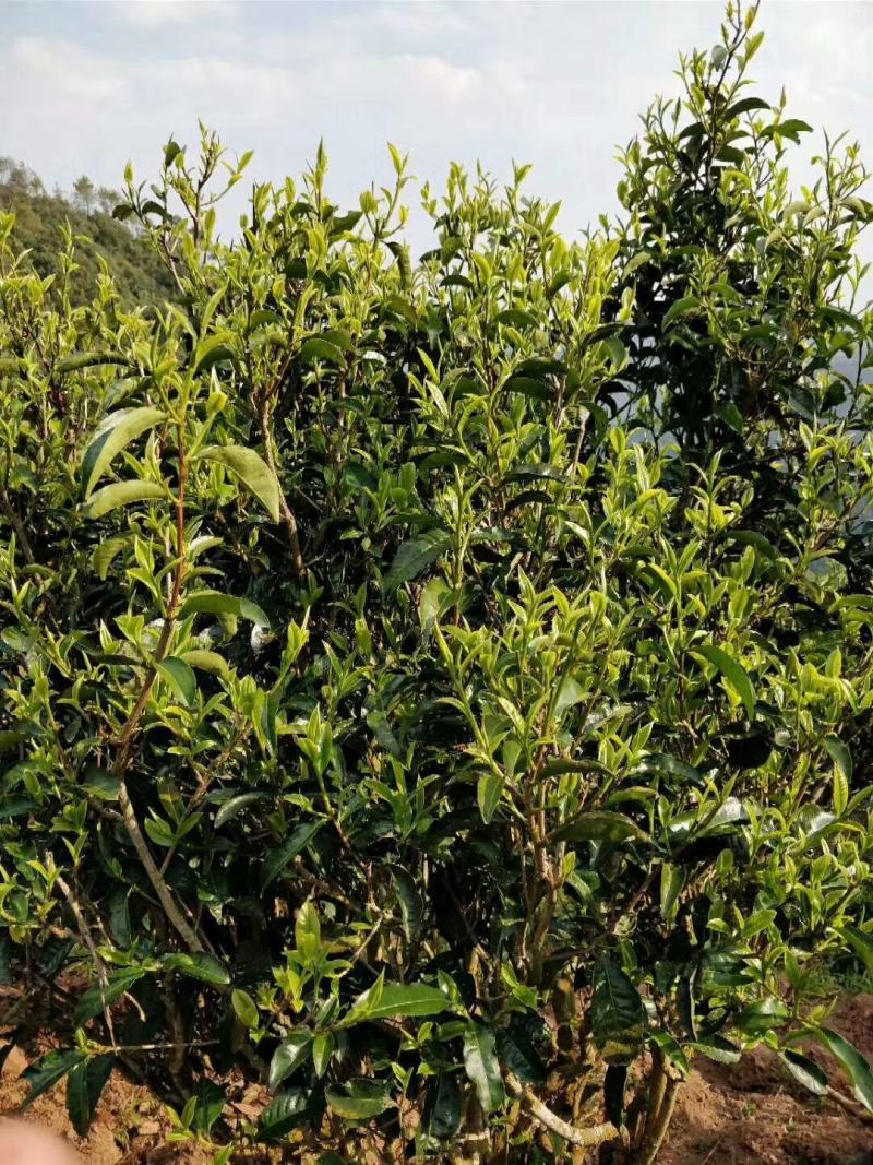 普洱墨江景星凤凰生态古树茶