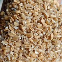 【热销】碎小麦适用于养殖场添加饲料厂添加长期有货