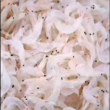 虾皮