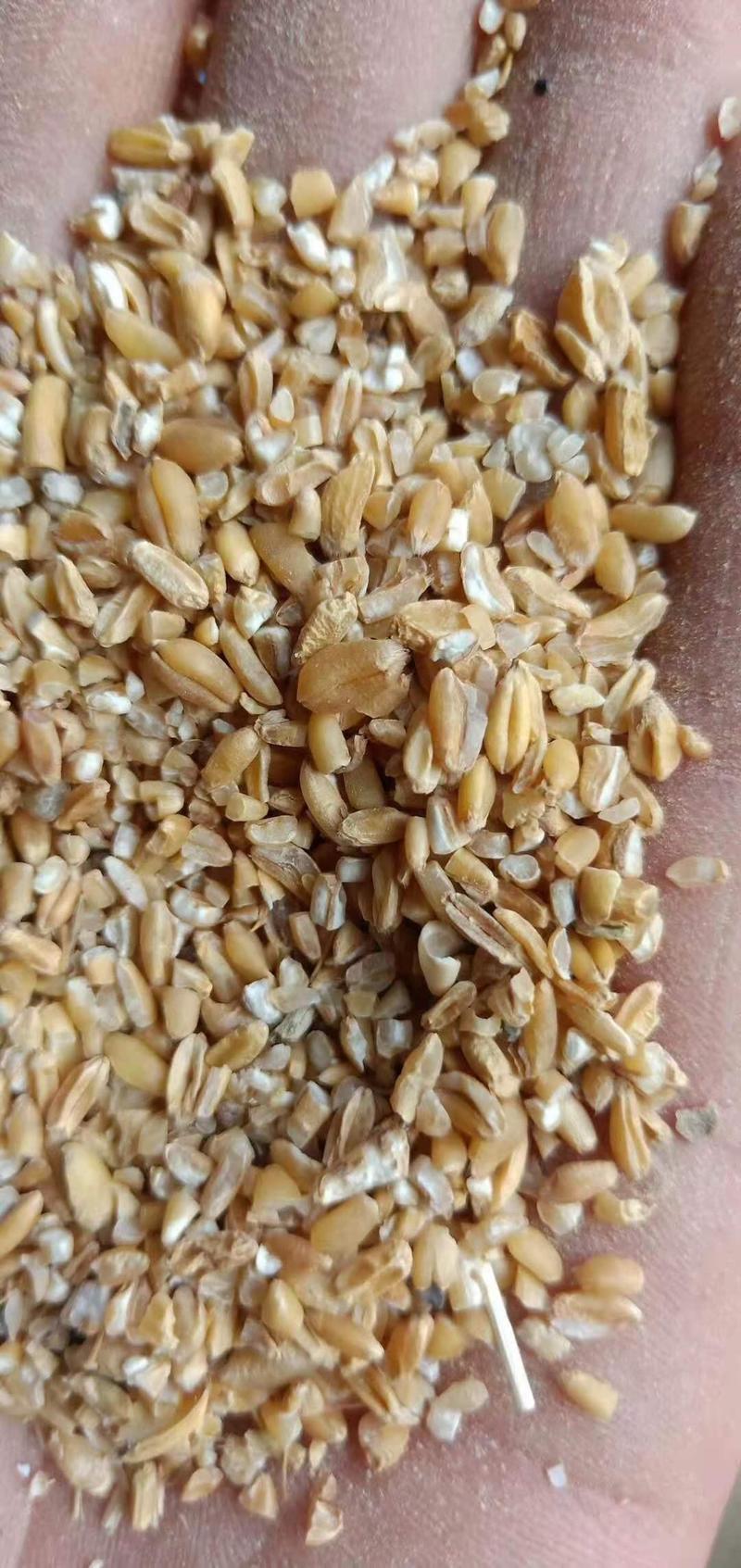 【热销】碎小麦适用于养殖场添加饲料厂添加长期有货