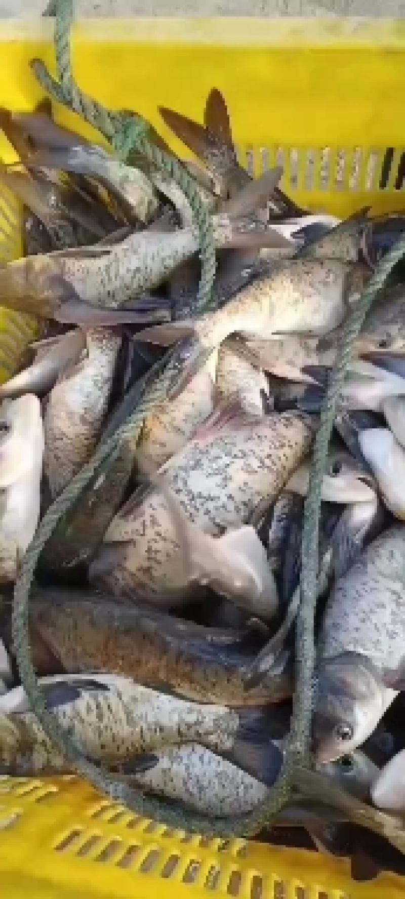 花鲢鱼苗大头鲢鱼胖头鱼规格齐全量大从优送货上门技术指导