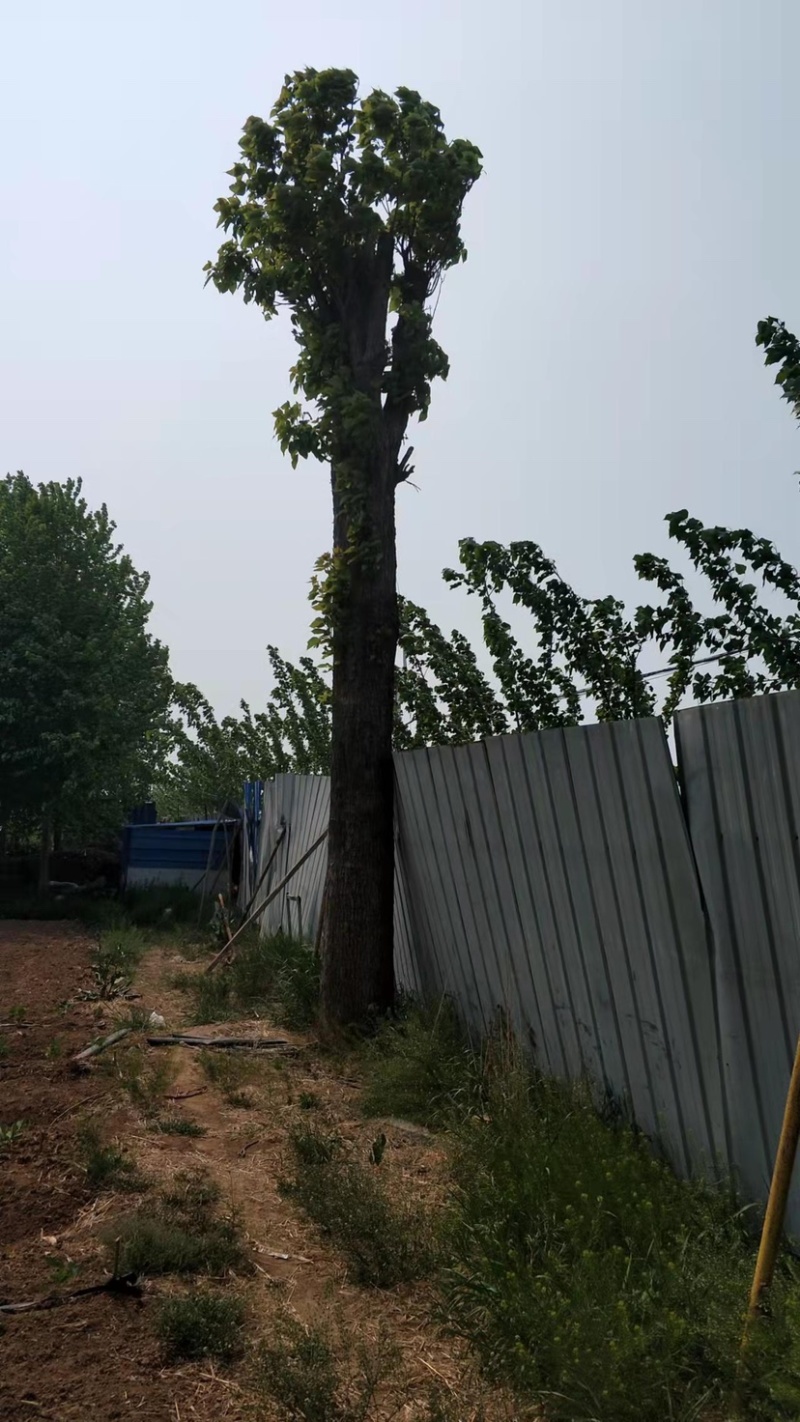 胸径7-13的楸树300棵便宜出售，成活率高