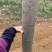 胸径7-13的楸树300棵便宜出售，成活率高