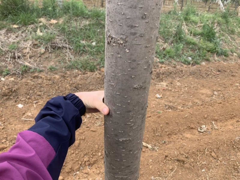 胸径7-13的楸树300棵便宜出售，成活率高