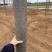 胸径7-13的楸树300棵便宜出售，成活率高