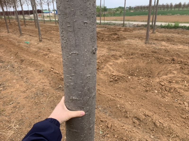胸径7-13的楸树300棵便宜出售，成活率高