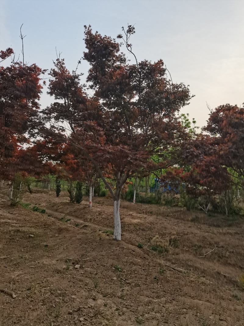 红枫，日本红枫大量供应，质量好，价格低，欢迎实地考察看货