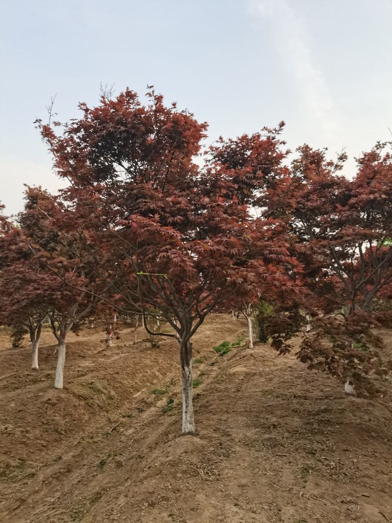 红枫，日本红枫大量供应，质量好，价格低，欢迎实地考察看货