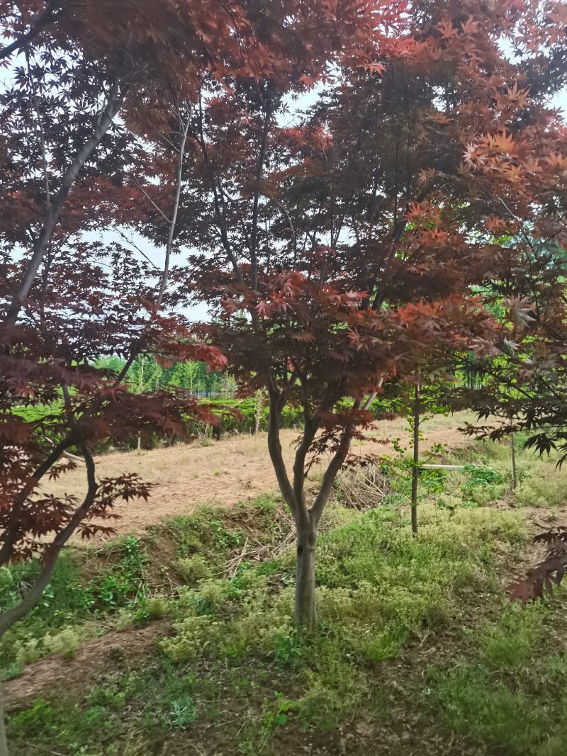 红枫，日本红枫大量供应，质量好，价格低，欢迎实地考察看货