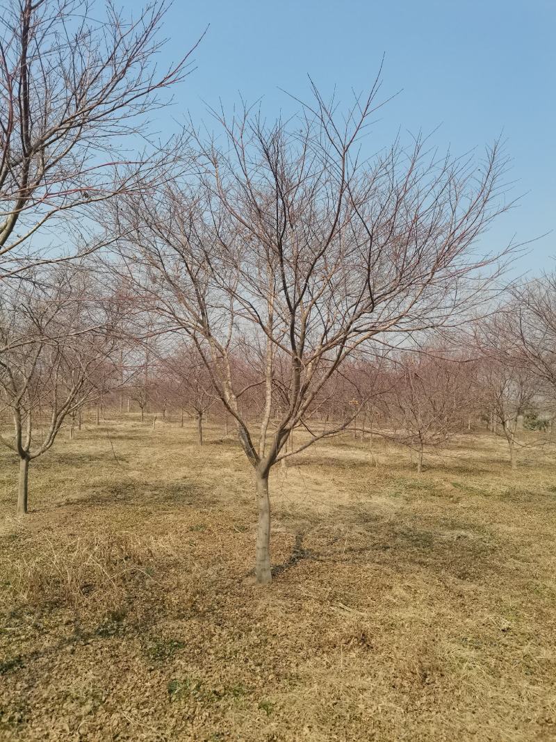 红枫，日本红枫大量供应，质量好，价格低，欢迎实地考察看货