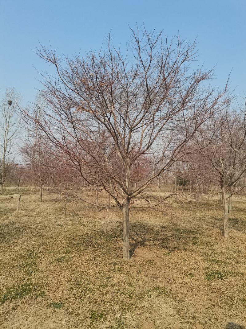 红枫，日本红枫大量供应，质量好，价格低，欢迎实地考察看货