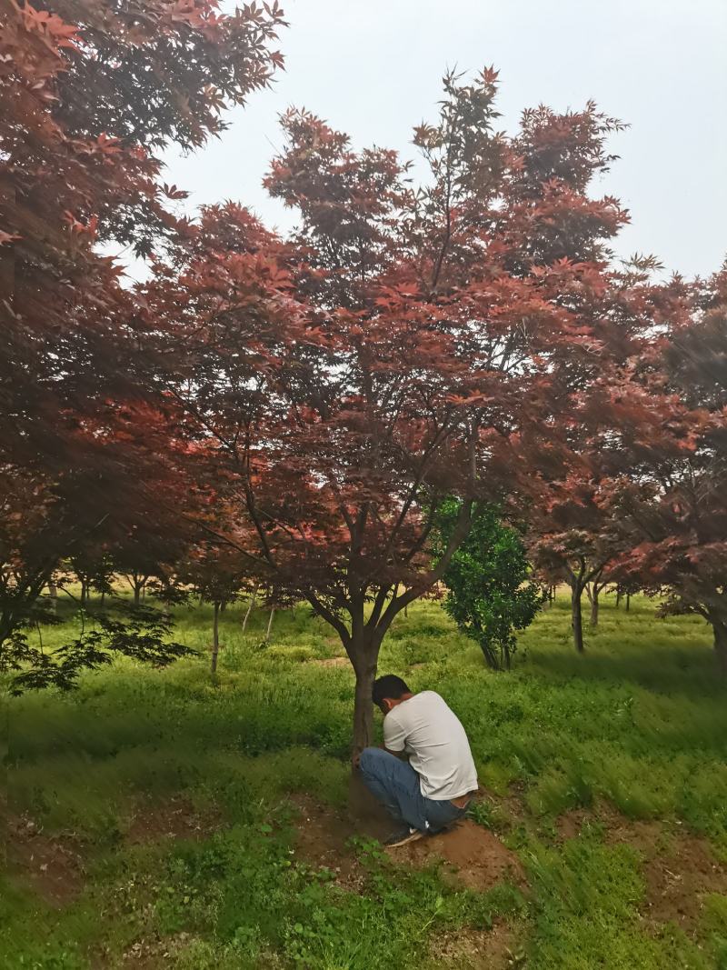 红枫，日本红枫大量供应，质量好，价格低，欢迎实地考察看货