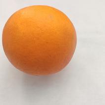 塔罗科血橙四川精品红橙基地直发支持一件
