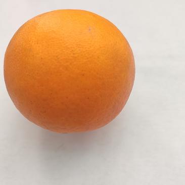 塔罗科血橙四川精品红橙基地直发支持一件代发