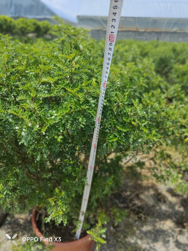 胡椒木