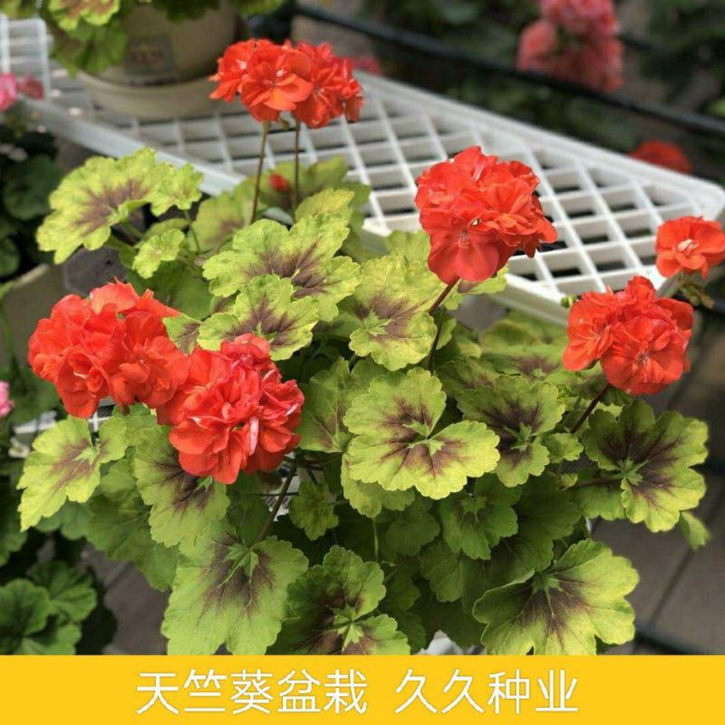 天竺葵盆栽花苗洋绣球四季开花不断驱蚊虫草室内庭院阳台大花
