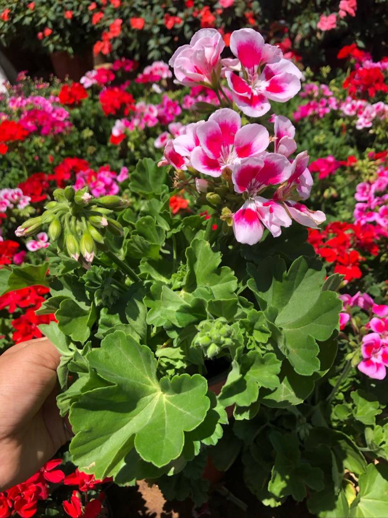 天竺葵盆栽花苗洋绣球四季开花不断驱蚊虫草室内庭院阳台大花