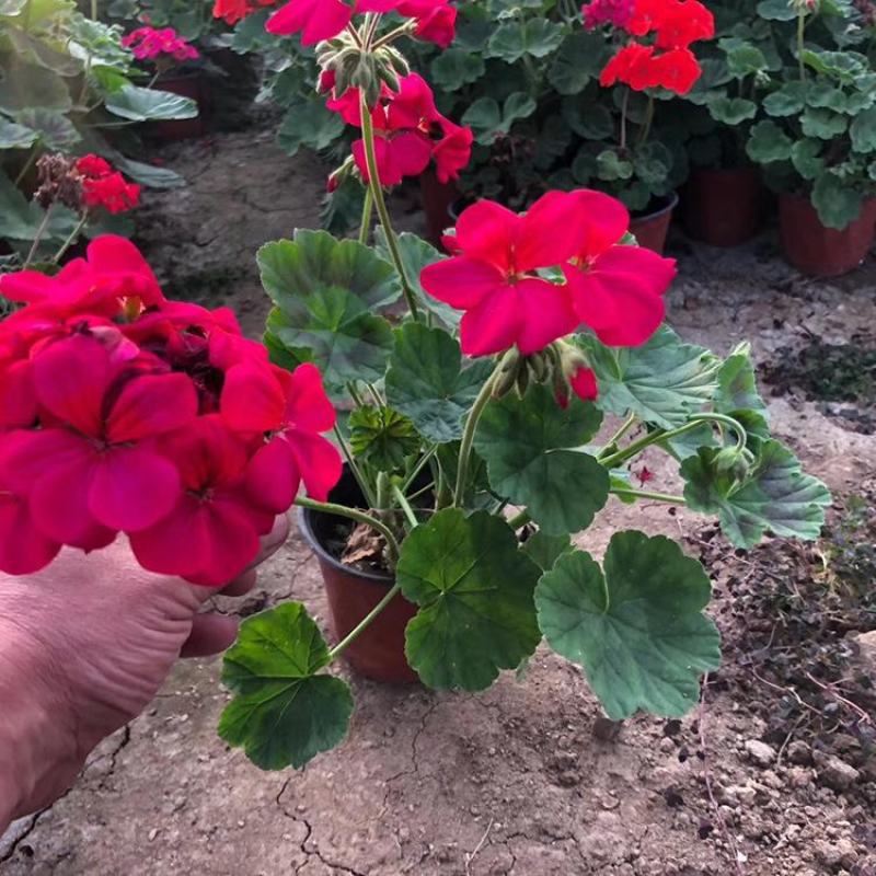 天竺葵盆栽花苗洋绣球四季开花不断驱蚊虫草室内庭院阳台大花