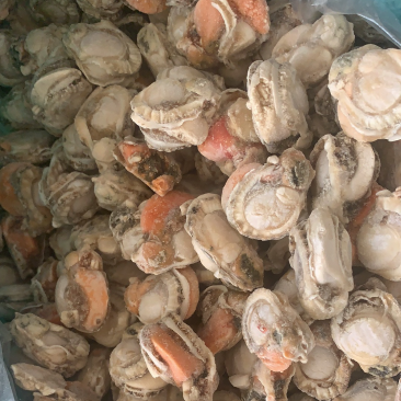 连云港海鲜批发扇贝肉贝丁无冰衣扇贝肉